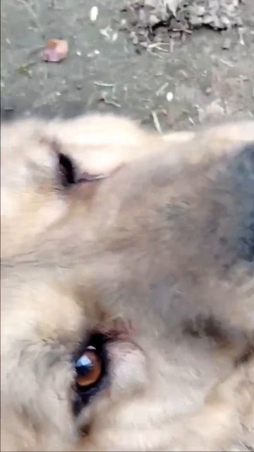 Очаровательная САО Чара 🌸🔎🏠❗Пост в описании 🎥 #сао #собака #animals #алабай #любовь #счастье