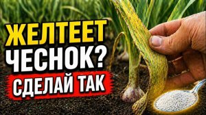 Как оживить чеснок за сутки полив и опрыскивание магнием по правильной схеме