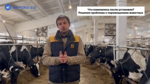 🐮 Видеоотзыв о работе с «МОЛОКО 2.0» — опыт СПК «Афанасьевский»