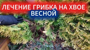Чем обработать туи весной от черных точек и пожелтения хвои. Лечение и профилактика шутте хвойных