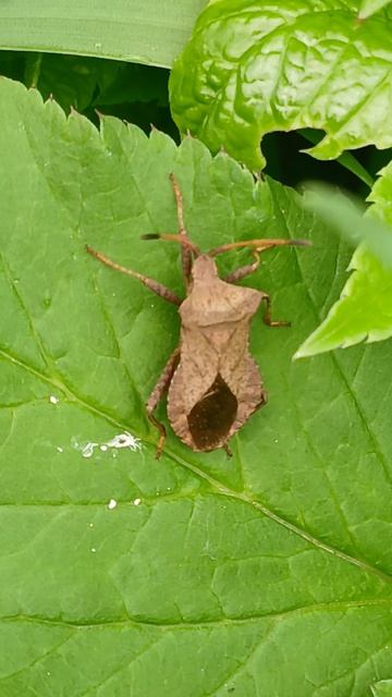 Краевик окаймлённый, или краевик щавелевый (лат. Coreus marginatus) — клоп из семейства краевиков.