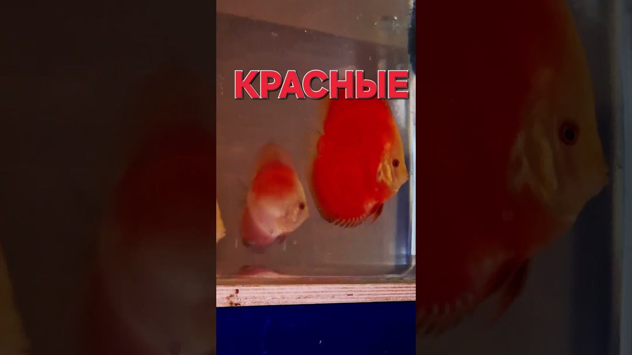 СДЕЛАНО В КРИСТАЛЛЕ!