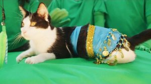 Котята учатся летать (2025) Трейлер на русском