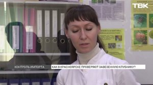 Сезон клубники в Красноярске: как специалисты проверяют импортную ягоду?