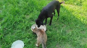 Поездка за кормом, котики ждут.