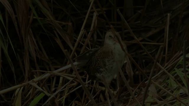 Пастушок водяной - Саз көтүчесе