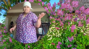 Сушедшая сирень и день