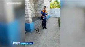 Змея заползла в дом жителя села Левокумское на Ставрополье