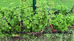 «Смородина черная-весенний уход.»#сад#огород#дача
