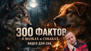 З00 фактов о волках и собаках! Видео для сна