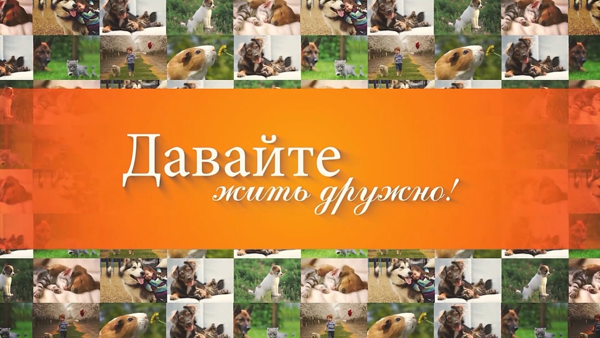 Остров уюта в волгоградском кото-кафе и искусство нежной заботы о наших питомцах в груминг-центре