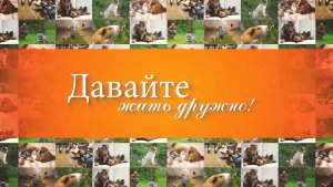 Остров уюта в волгоградском кото-кафе и искусство нежной заботы о наших питомцах в груминг-центре