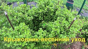 «Крыжовник - весенний уход .»#сад#огород#дача