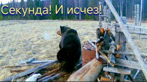 ОХОТА НА МЕДВЕДЯ В ОДИНОЧКУ / РАНЕНЫЙ ЗВЕРЬ СКРЫЛСЯ В ЛЕСУ / В ТЕМНОТЕ ЛУЧШЕ НЕ ХОДИТЬ ЗА ПОДРАНКОМ