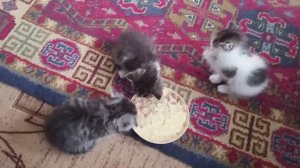 Котята сбежали и потратили все деньги с моей карты на квас  + сажу редиску