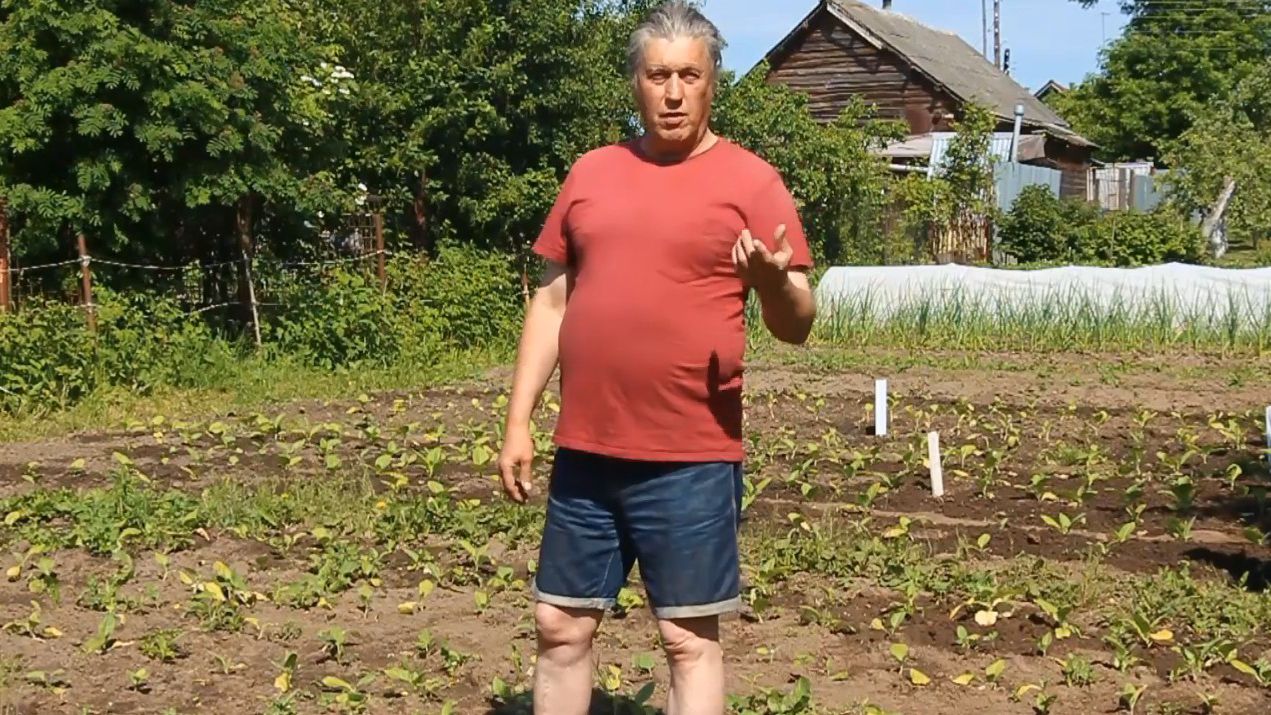 ВЫСАДКА ТАБАКА в ГРУНТ 6 лет назад «История глиняных трубок» 1 часть  «Сады порока» 5 сезон 2 серия