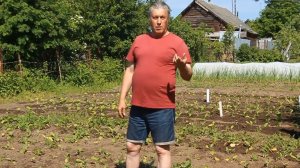 ВЫСАДКА ТАБАКА в ГРУНТ 6 лет назад «История глиняных трубок» 1 часть  «Сады порока» 5 сезон 2 серия