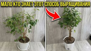 Мало кто знает что ФИКУС БЕНДЖАМИНА только таким способы выращивают!