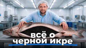 Черное ЗОЛОТО. Почему 1 грамм ЧЕРНОЙ ИКРЫ стоит ТАК ДОРОГО?
