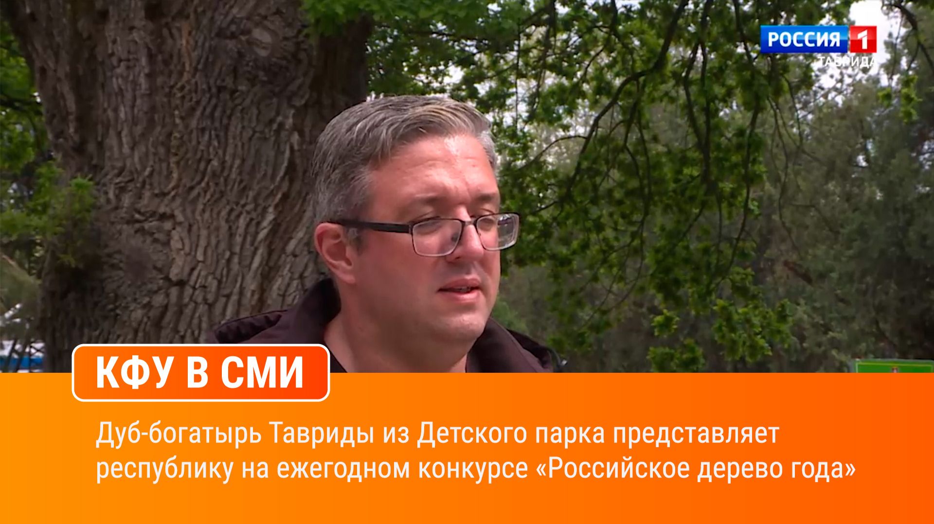 Дуб-богатырь Тавриды из Детского парка представляет республику на ежегодном конкурсе