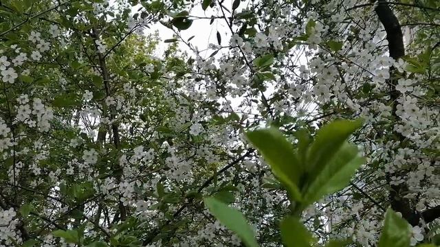 Пока так, весна, май🌿
