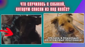 Станьте крыльями для тех, кто не должен был выжить!