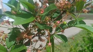 ТОЛЬКО ХОРОШЕГО ДНЯ ЖЕЛАЮ🙏💕.. 🌿🍃ПРИРОДА. МУЗЫКА🎶🎵. КАЖДОЕ МГНОВЕНИЕ.. ПУСТЬ ВСЕ БУДЕТ СУПЕР...
