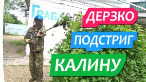 999 серия Наш двор апрель - май / Стрижем калину триммером под куб