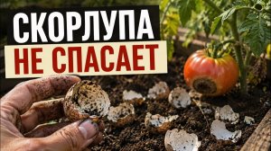 Я раскопал старую грядку, и понял ошибку со скорлупой