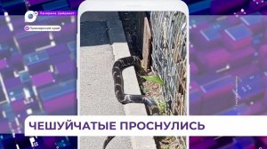 С наступлением тепла в Приморье, змеи выходят после зимней спячки к людям