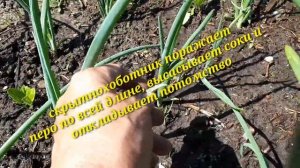 2449.  ВПЛ. Подкормим лук и чеснок.