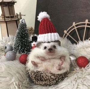 Лера
