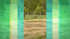 Освоение гектара 3 Дикие животные на участке