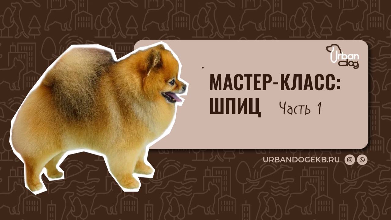 Гигиена шпица смотреть онлайн