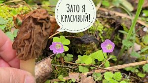 Весенний лес с грибами и цветами. Сезон походов в дальние дали завершён