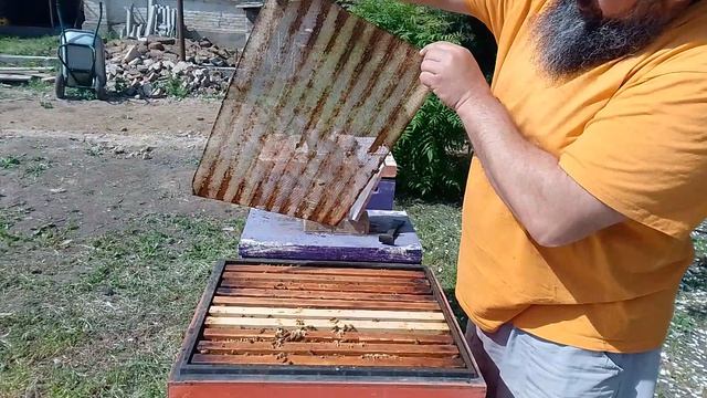 Осмотр племенных семей