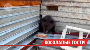 Медведи стали выходить к людям на севере Иркутской области