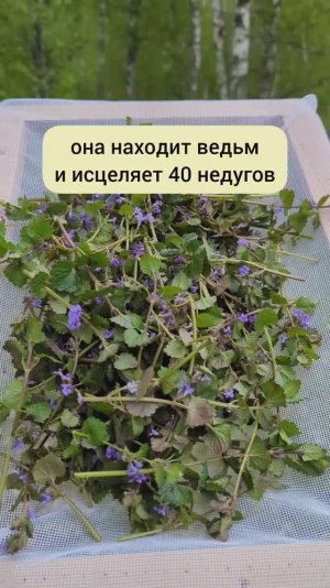 Будра - для поиска ведьм и от 40 недугов