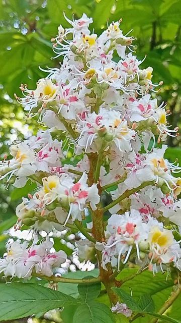 каштан зацвел💮🌸