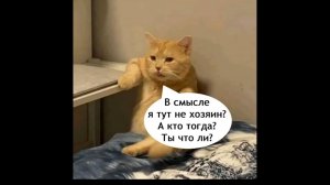Серёга, хватай его!!! 😺🤣🍉 мем Холибам