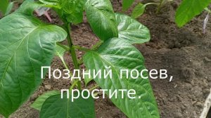 ТЕПЛИЦА, САД И ОГОРОД 13.05. ЧАСТЬ II.