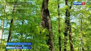 В горах Кавказа сняли на видео лису-безбилетницу и уверенного медведя