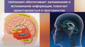 Обзор видеокурса «Методы улучшения слуха, памяти и речи»