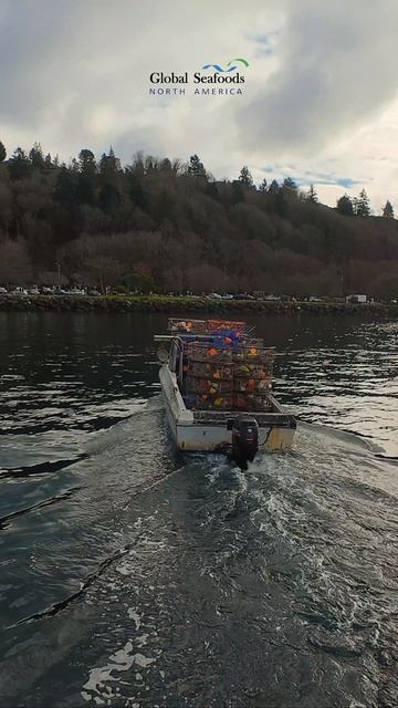 Лодка с Дандженесс крабом спешит к приемному пункту 🦀⚓