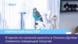 В одном из салонов красоты в Ликино-Дулёве появился говорящий попугай