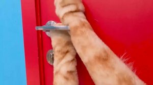 Я Кот # Забавные Приключения Кота ч. 4