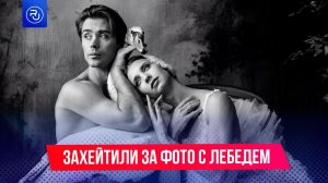 Артистов Большого театра захейтили из-за фото с больным лебедем
