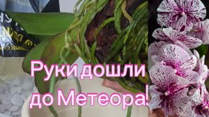 Мики Метеор!Какие шикарные корни!Как быстро перевалить орхидею!