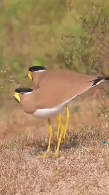 🐦 Брачный танец самцов, далее см в описании видео 👀🕵️😉🥹🕵️☺️🥹🧐