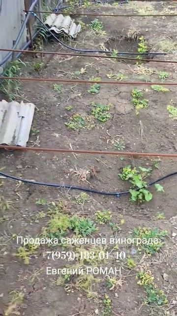 Саженцы винограда ЛНР РФ +7(959)-183-01-40 Евгений РОМАН